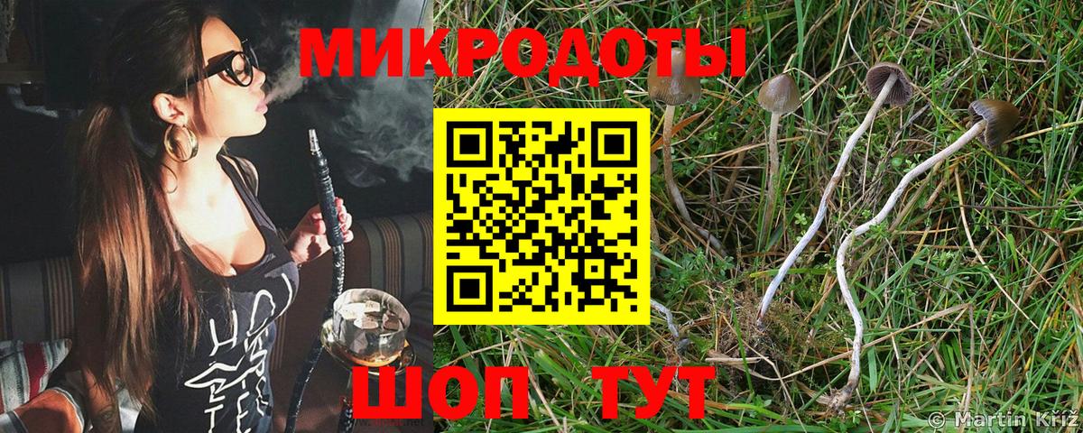 Псилоцибиновые грибы Psilocybe Серпухов