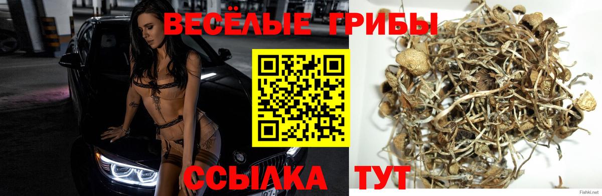 Псилоцибиновые грибы мухоморы  даркнет сайт  Серпухов  Галлюциногенные грибы Psilocybine cubensis 